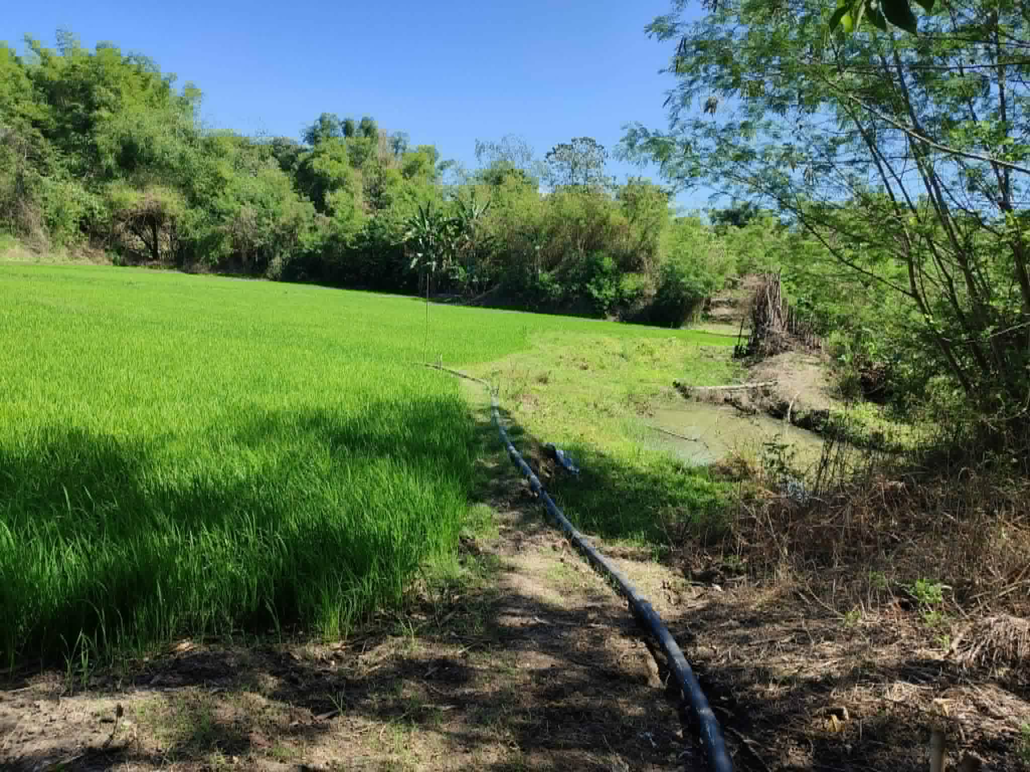 LAND FOR SALE – Cuyapo, Nueva Ecija in Philippines, 