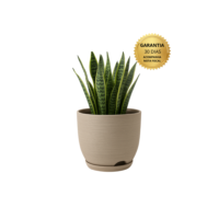 Vaso Polietileno Cor Bege Para Plantas Jardim Sala Luxo escovado bojo pequeno Com Prato