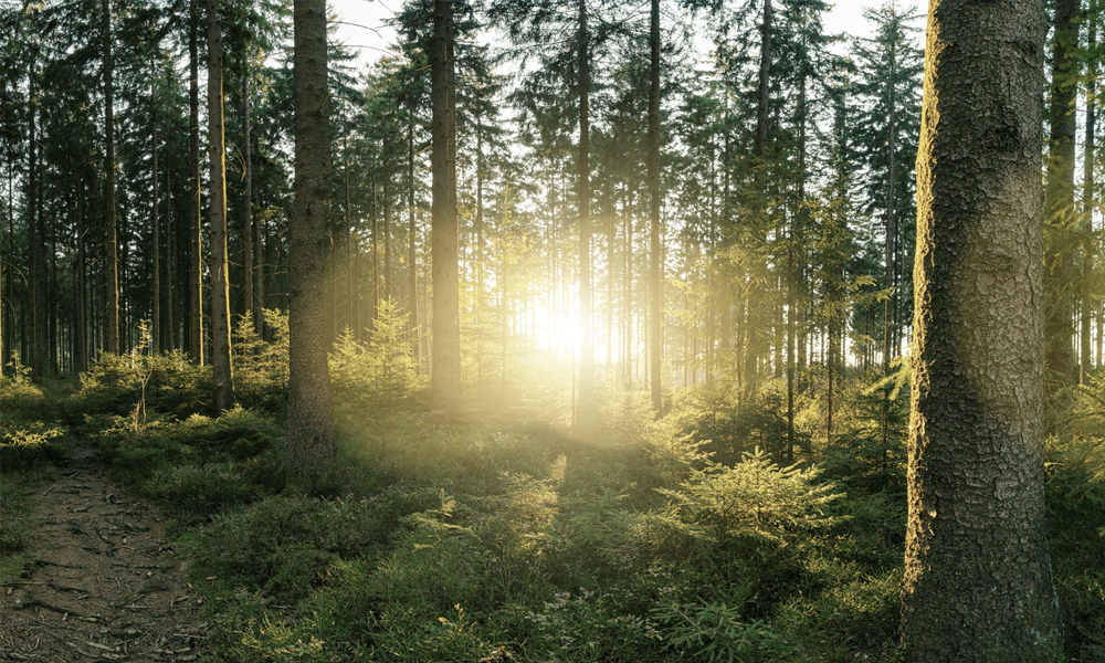Lower Carbon Footprint