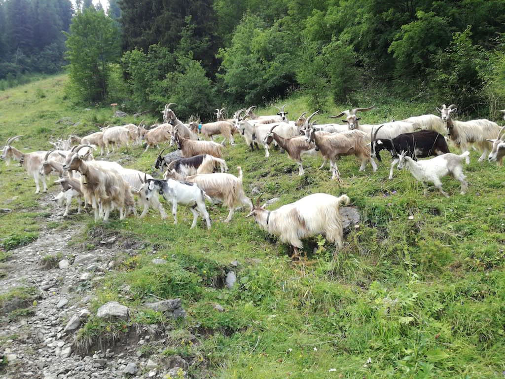 Pizzo Camino_11