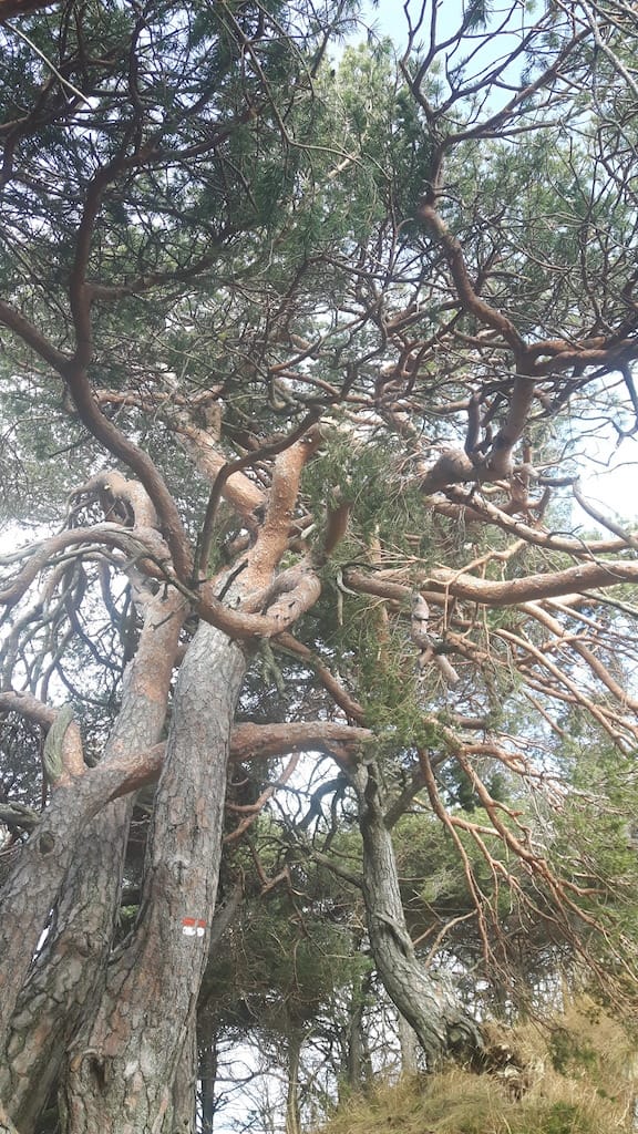 Cima Al Bal, Cima Nara, Punta Larici - foto 23