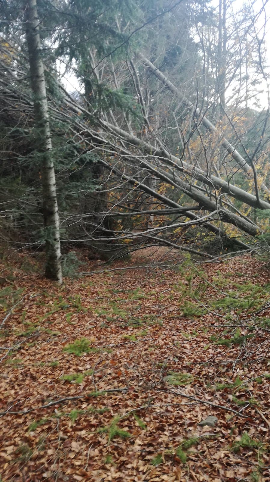Cima Pissola - foto 4