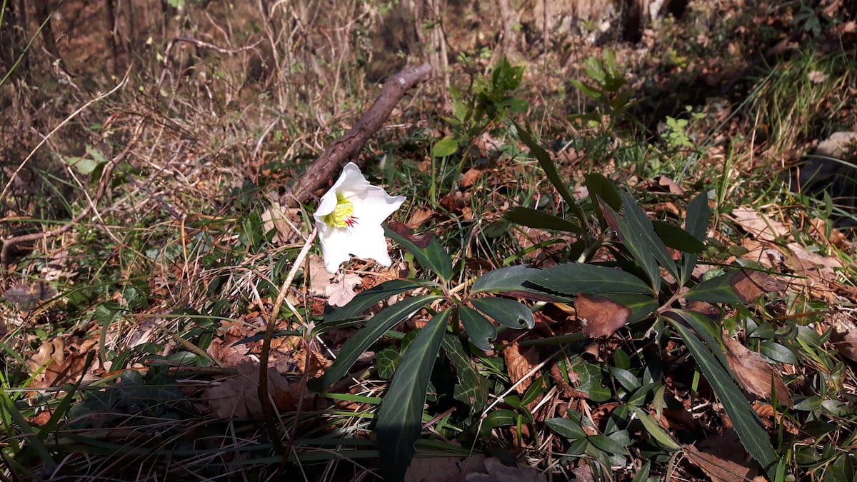 Monte Conche - foto 19