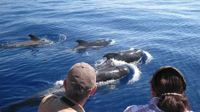 Découvrez le monde merveilleux des Baleines, dauphins et tortues.
