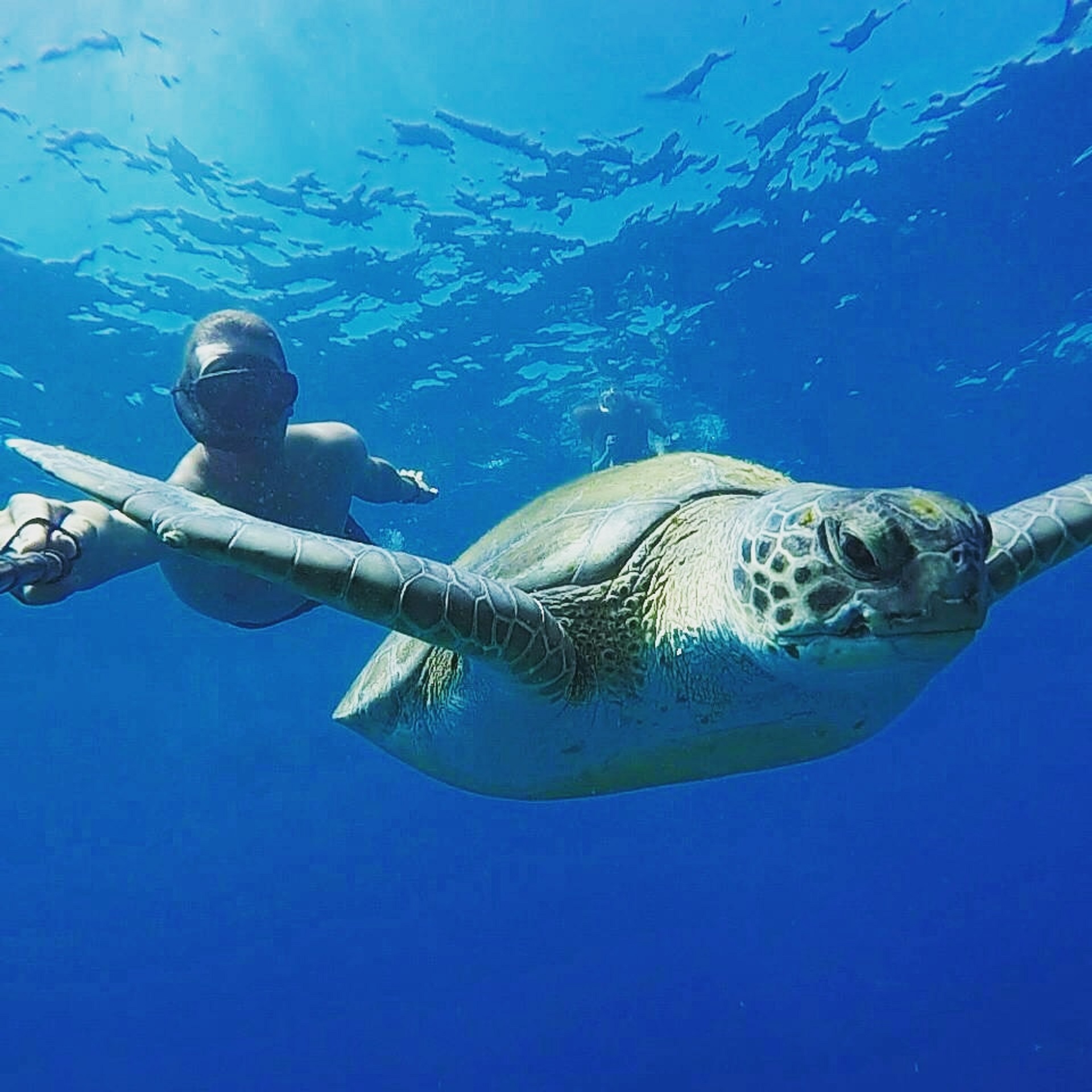 Découvrez le monde merveilleux des Baleines, dauphins et tortues. - Miniature 2