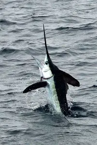 Découvrez le monde merveilleux des Baleines, dauphins et tortues. - Miniature 5