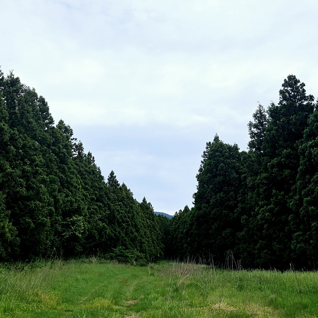 Shared place on amsma