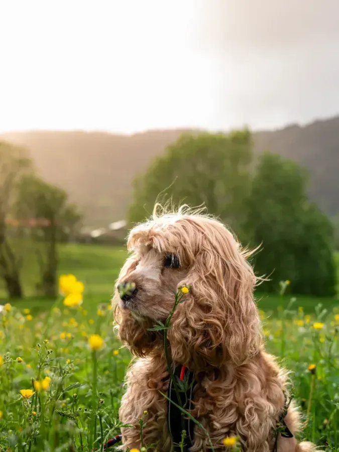 Gallery image - portraits