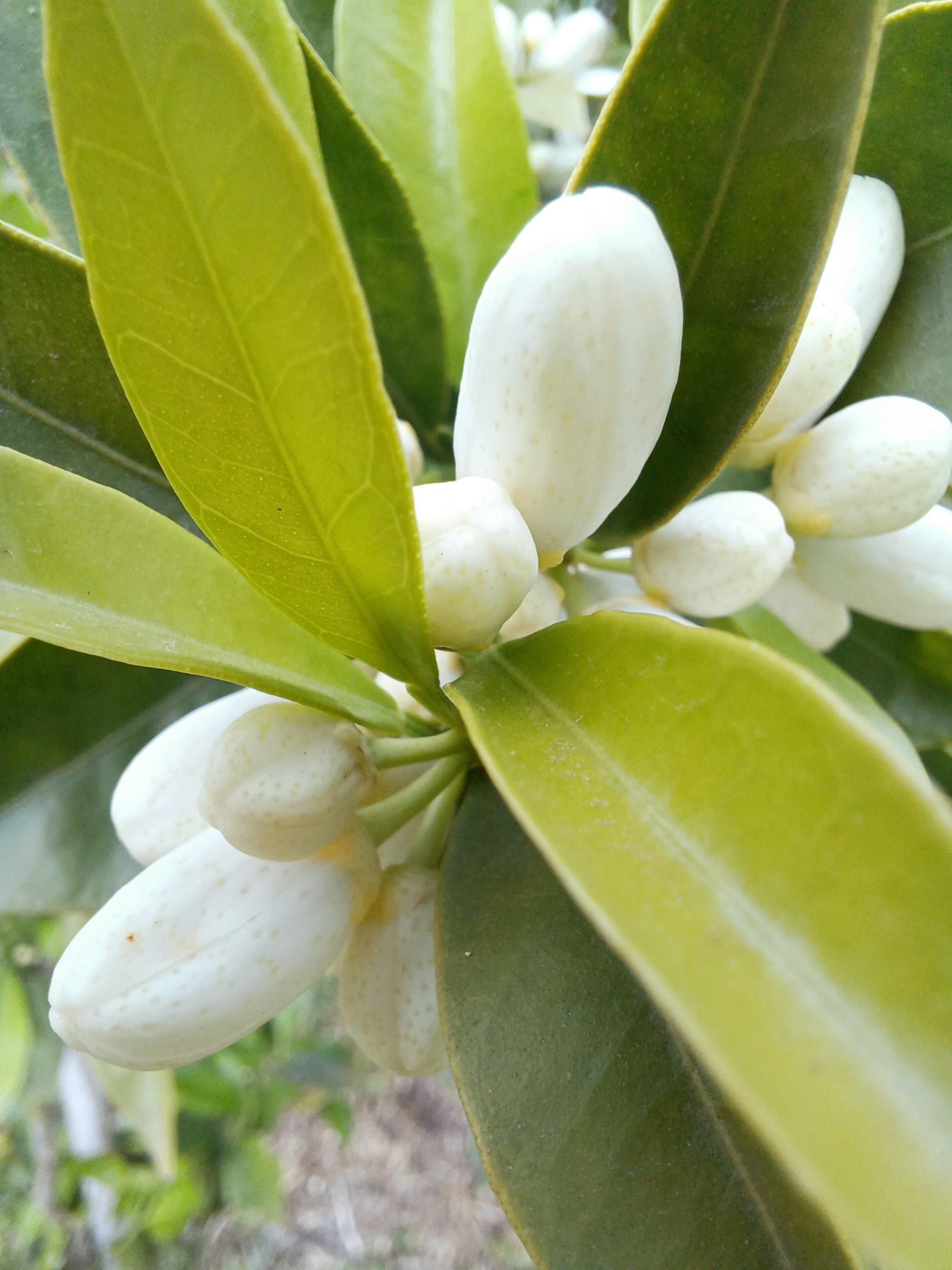 Flor de azahar