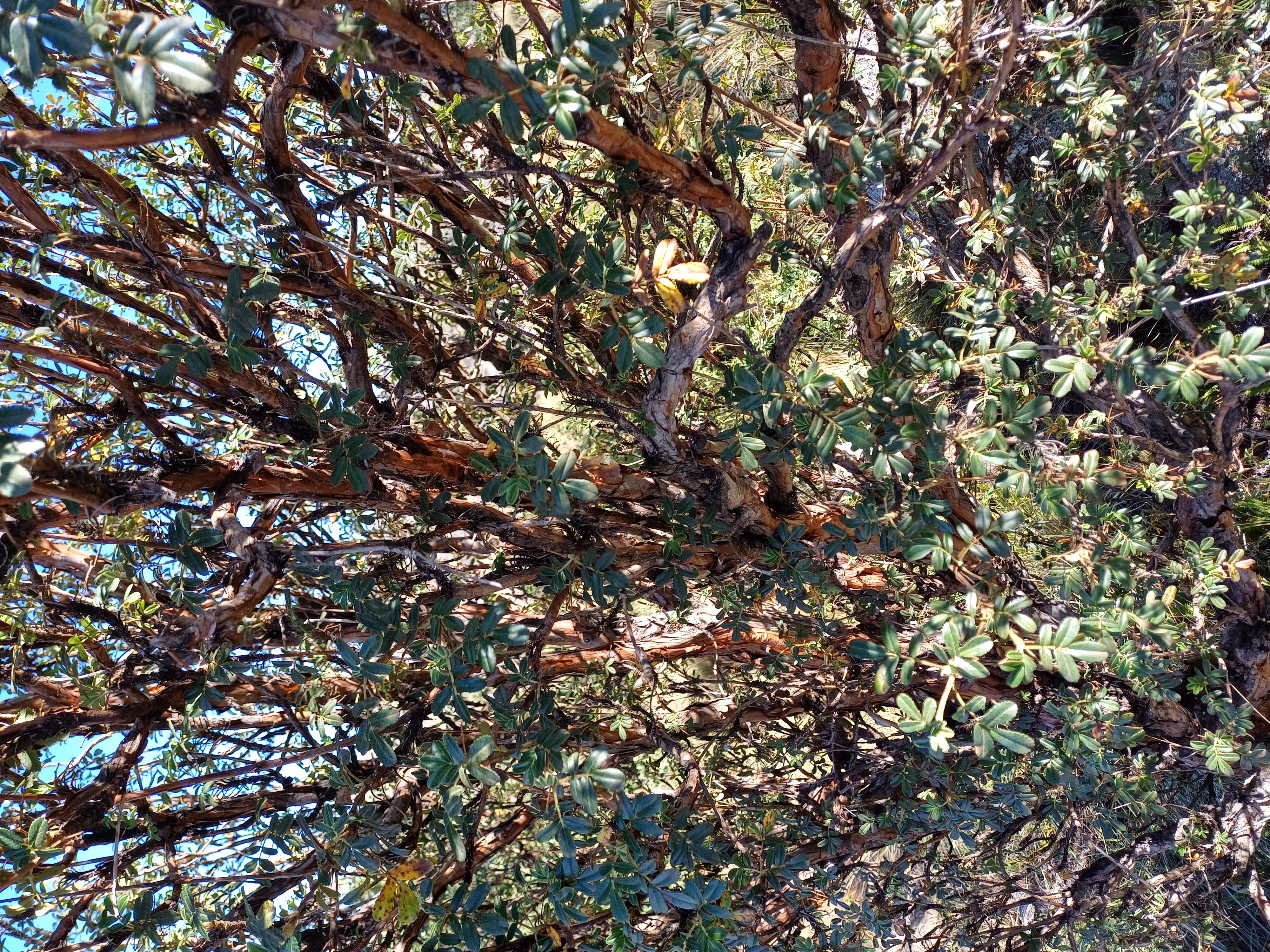 Tabaquillo.