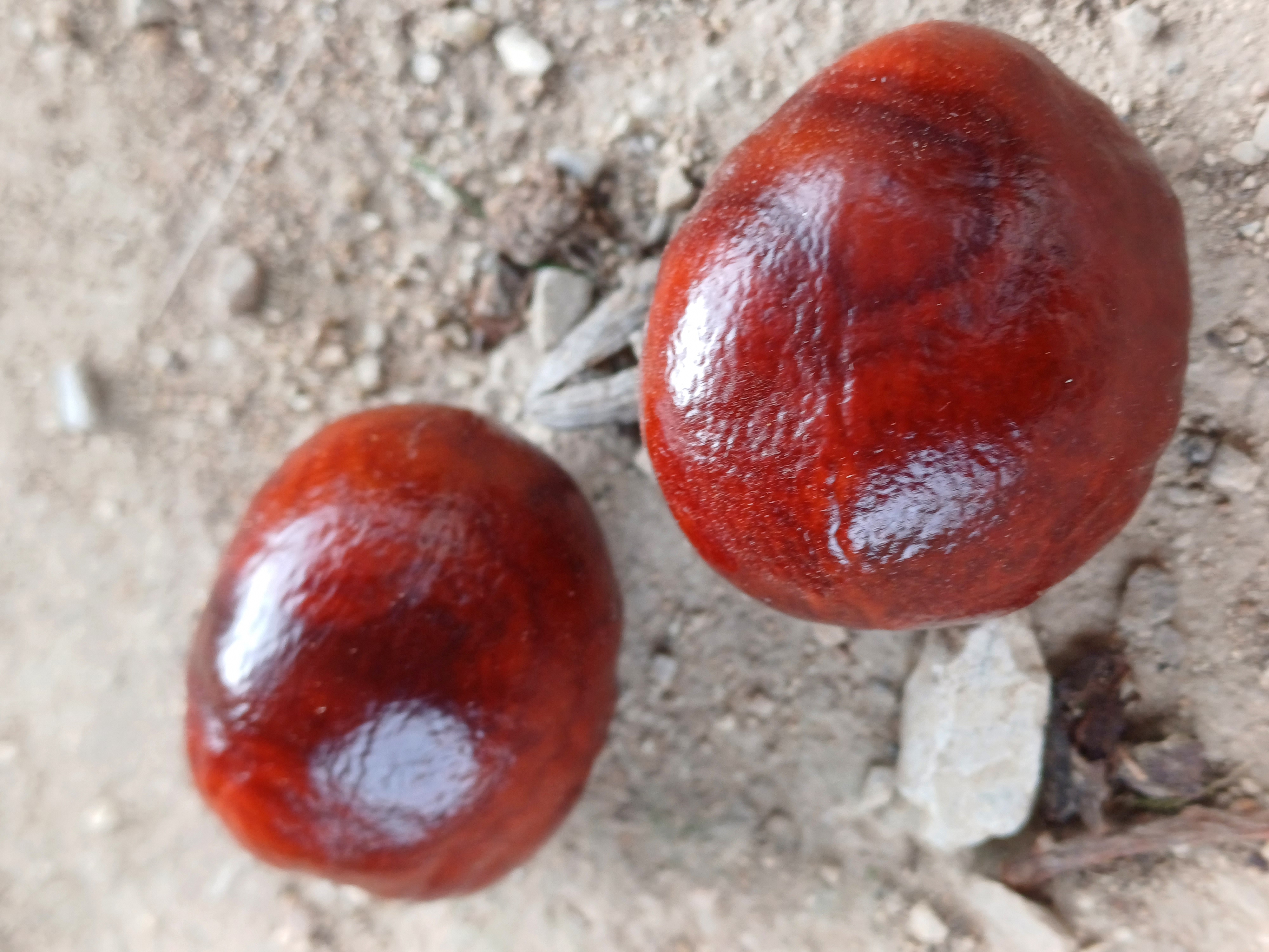 Castañas