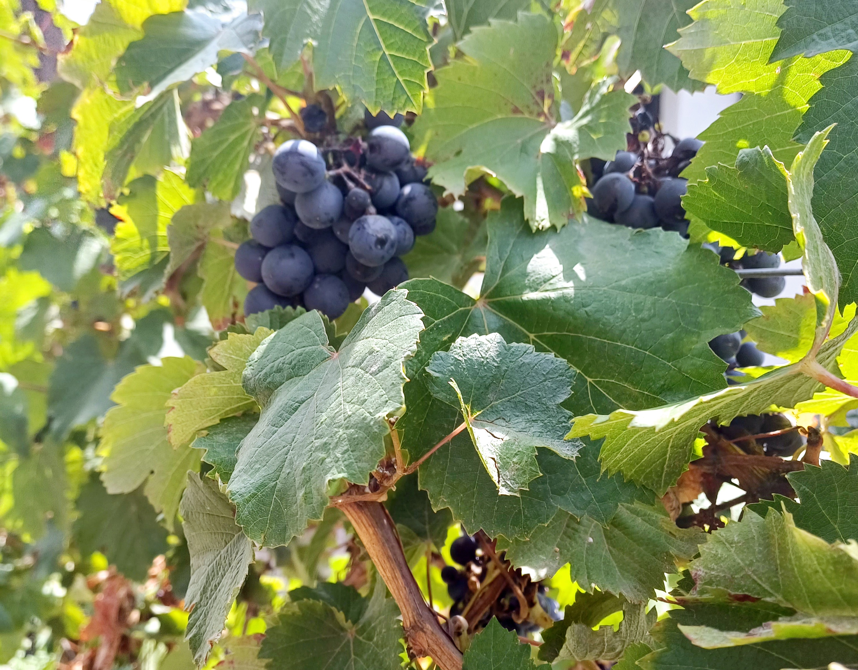 Viña en Bodega Stellium, Mendoza 2025.