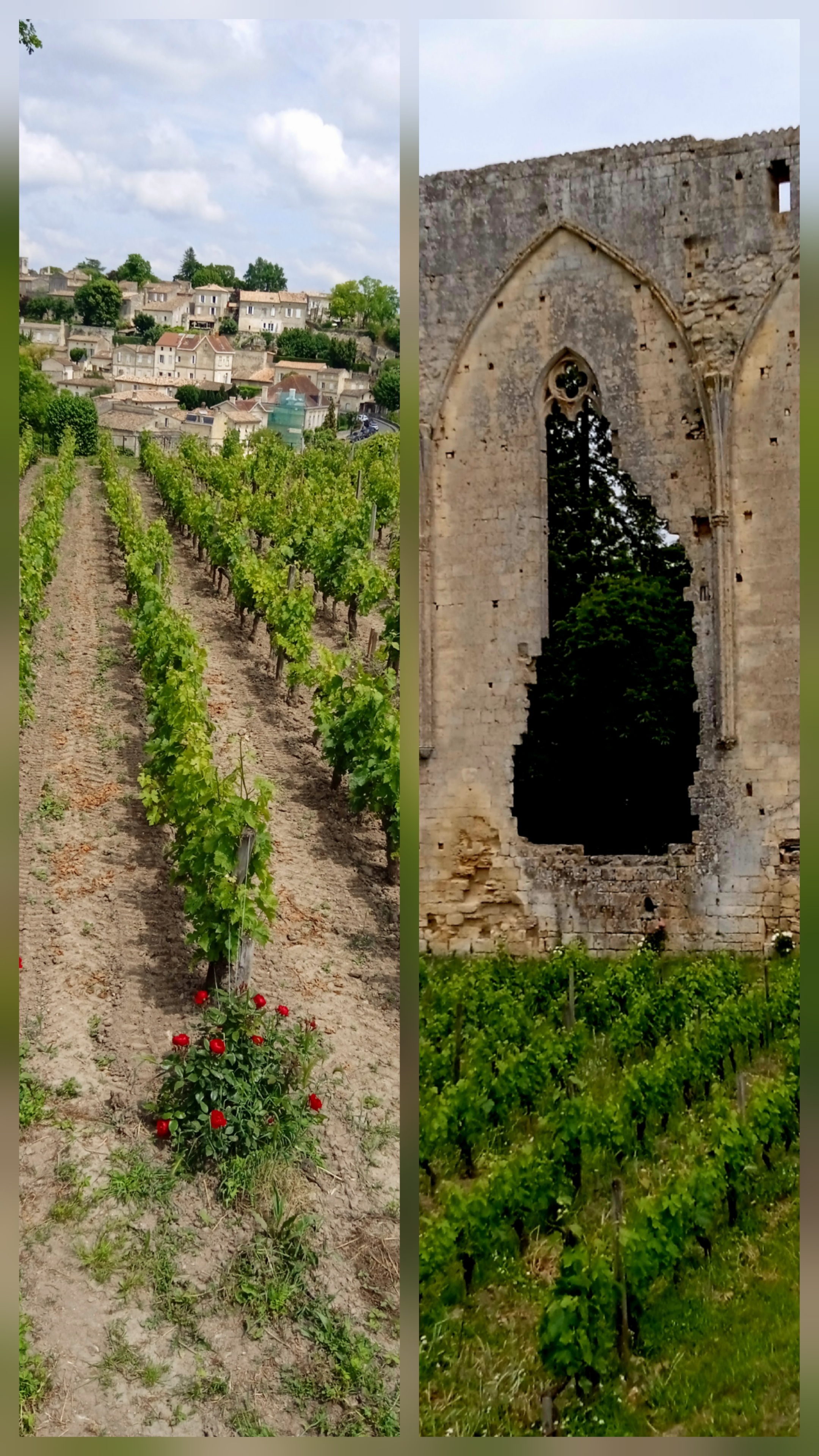 Viñas en Saint Émilion.