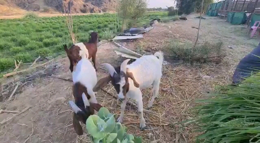 تيس بورقوت - صورة 2