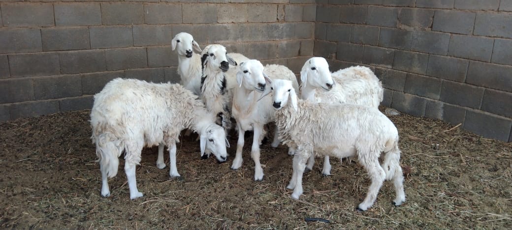 حريي للبيع - صورة 3