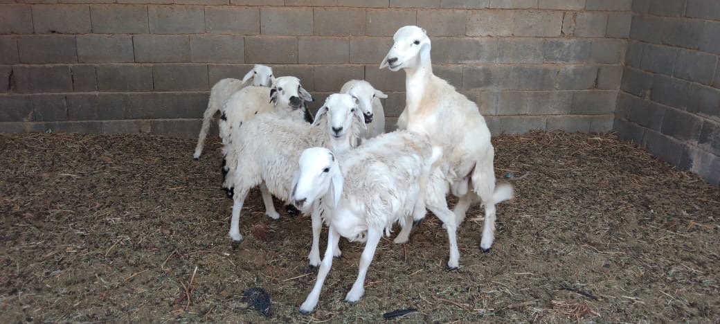 حريي للبيع - صورة 2