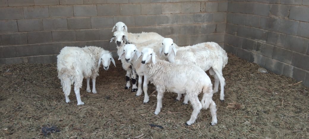 حريي للبيع - صورة 1