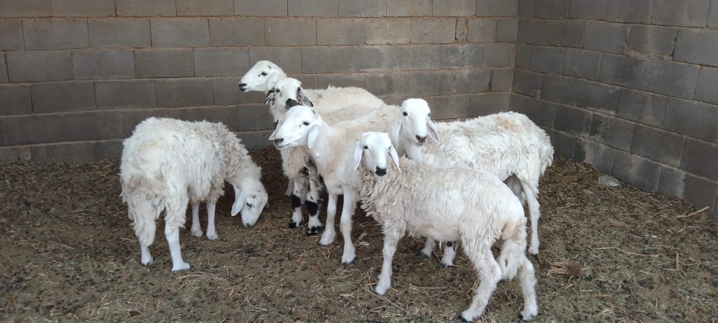 حريي للبيع - صورة 4