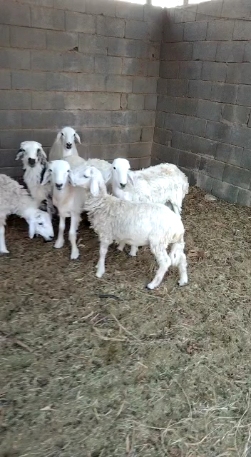 حريي للبيع - صورة 5