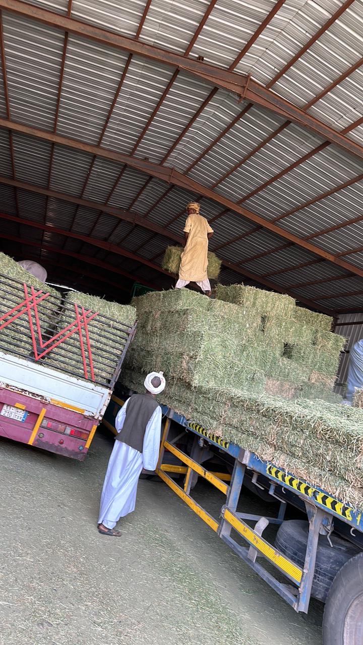 برسيم صافي شد وزن طول متر   - صورة 4