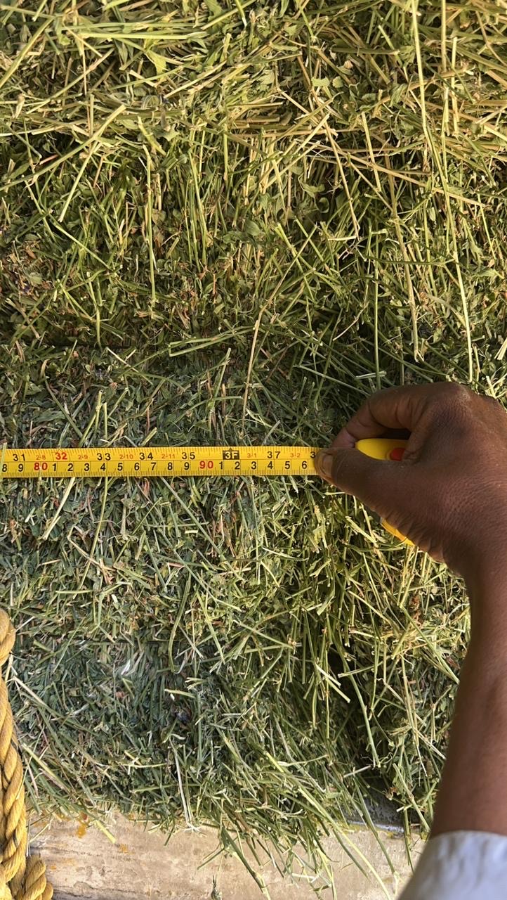 برسيم صافي شد وزن طول متر   - صورة 9