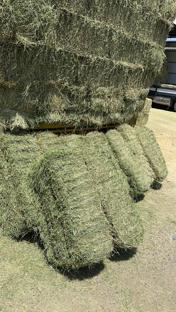 برسيم صافي شد وزن طول متر   - صورة 10