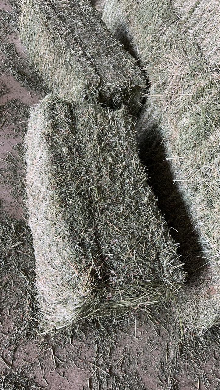 برسيم صافي شد وزن طول متر   - صورة 7