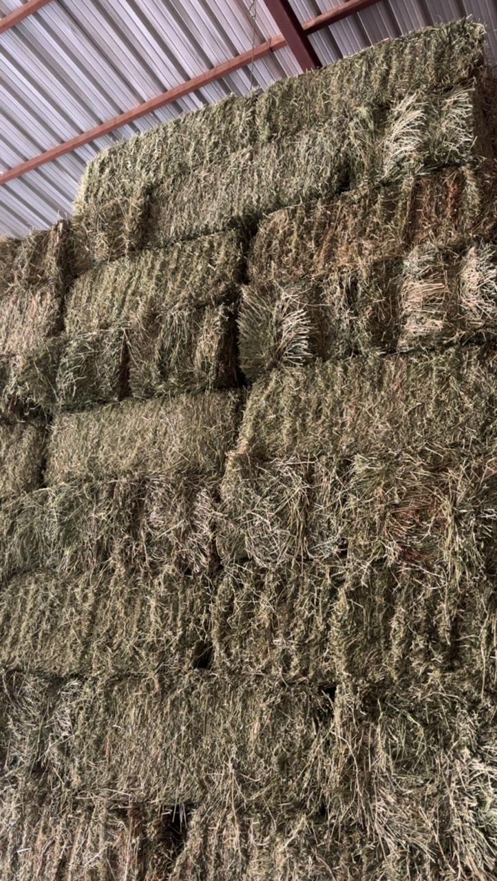 برسيم صافي شد وزن طول متر   - صورة 2