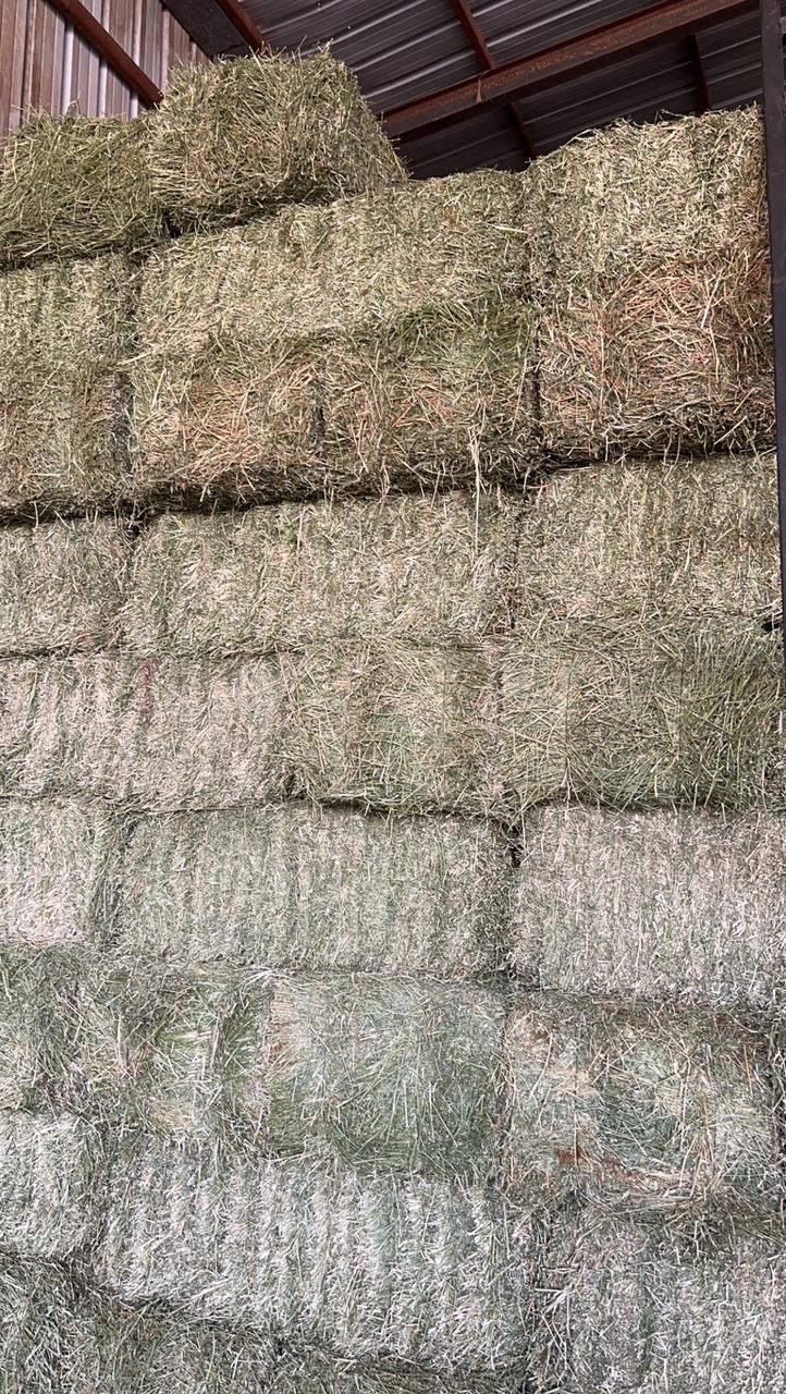 برسيم صافي شد وزن طول متر   - صورة 6