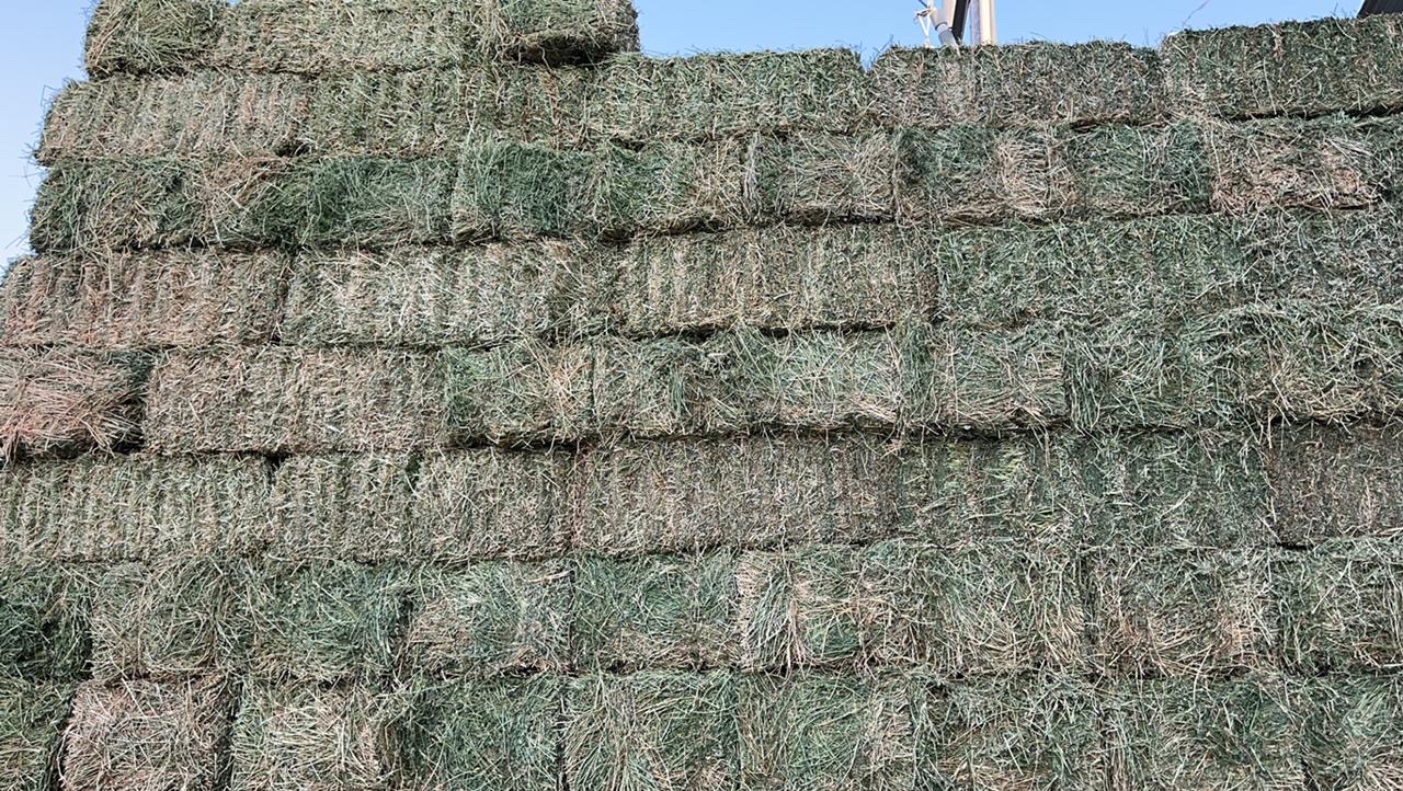 برسيم صافي شد وزن طول متر   - صورة 3