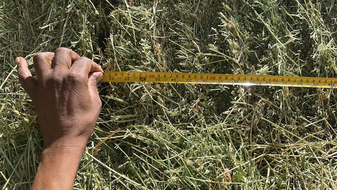 برسيم صافي شد وزن طول متر   - صورة 11