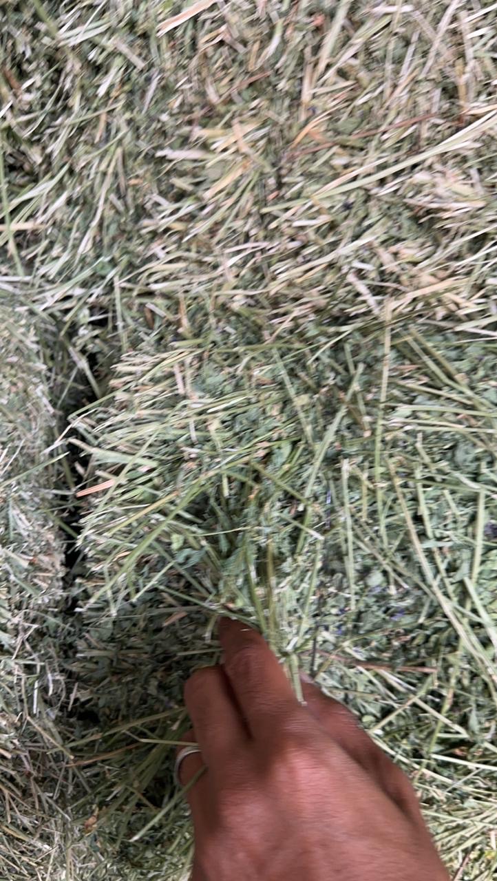 برسيم صافي شد وزن طول متر  