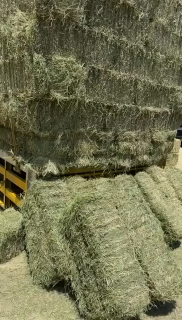 برسيم صافي شد وزن طول متر   - صورة 12