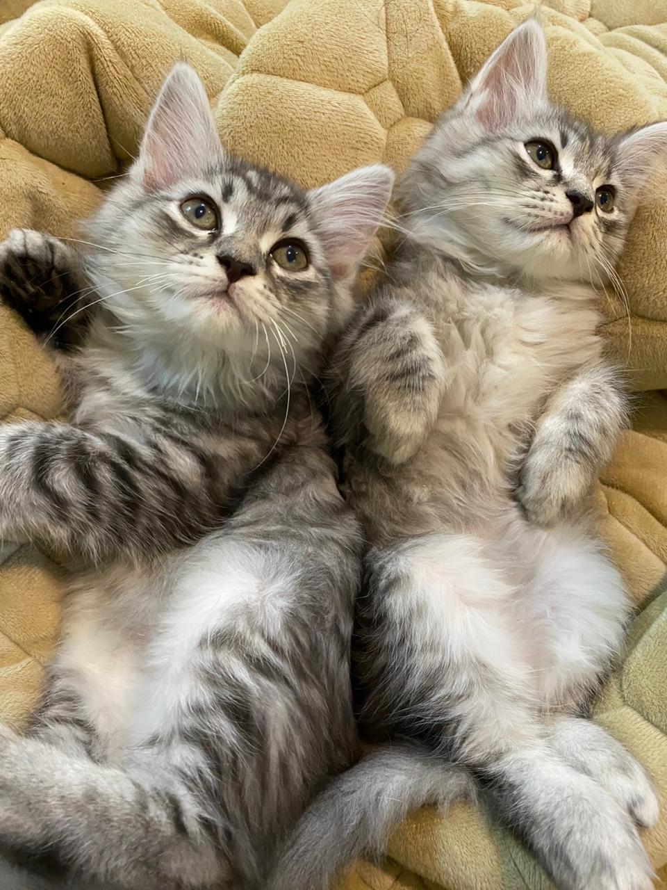 قطط شيرازي - صورة 2