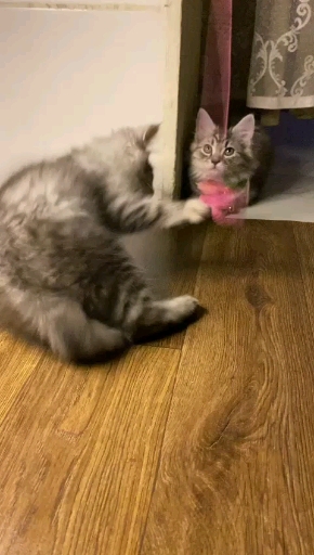 قطط شيرازي - صورة 3