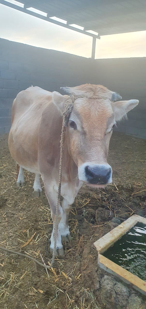 بقرة وبنتها للبيع - صورة 2