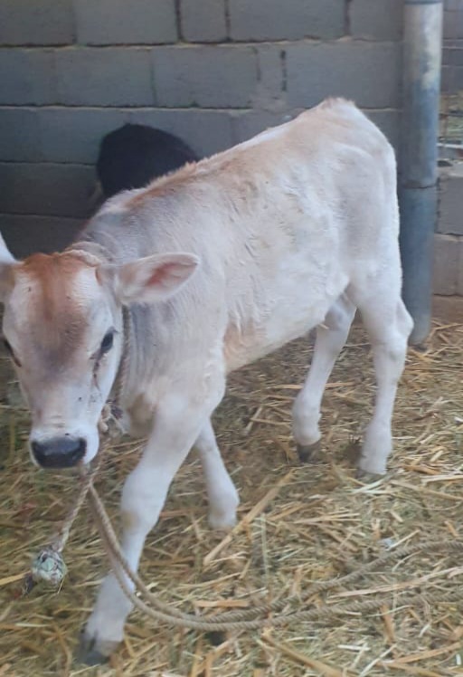 بقرة وبنتها للبيع