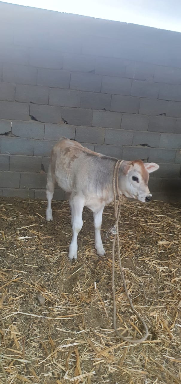 بقرة وبنتها للبيع - صورة 3