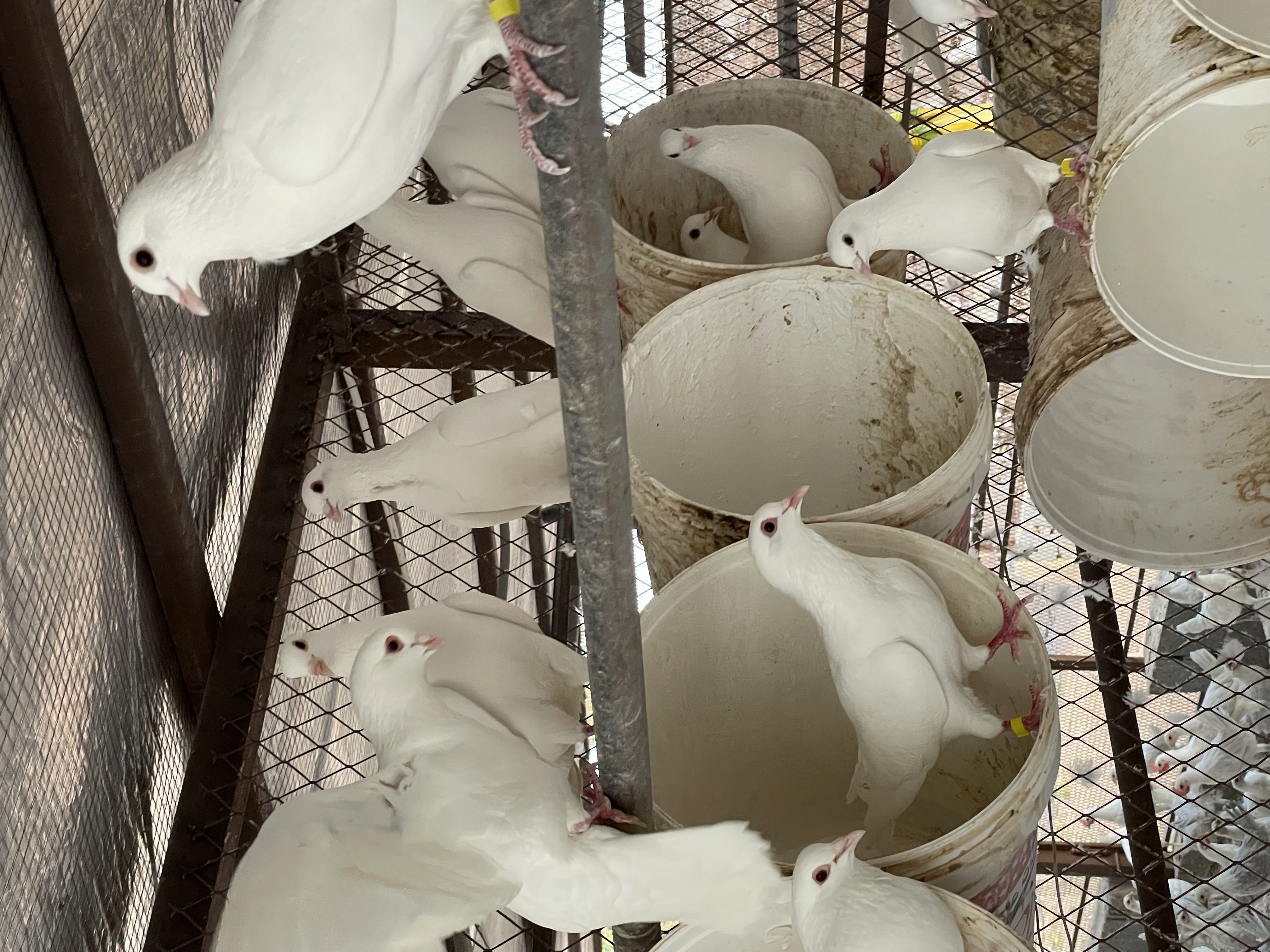 حمام فرنسي جامبو وسوبر  - صورة 4