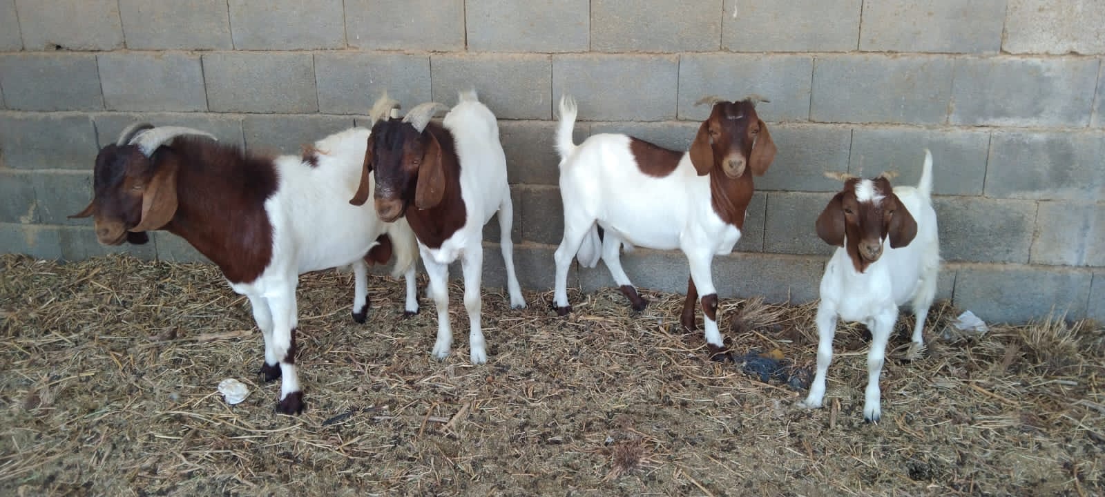 فحول بورقوت