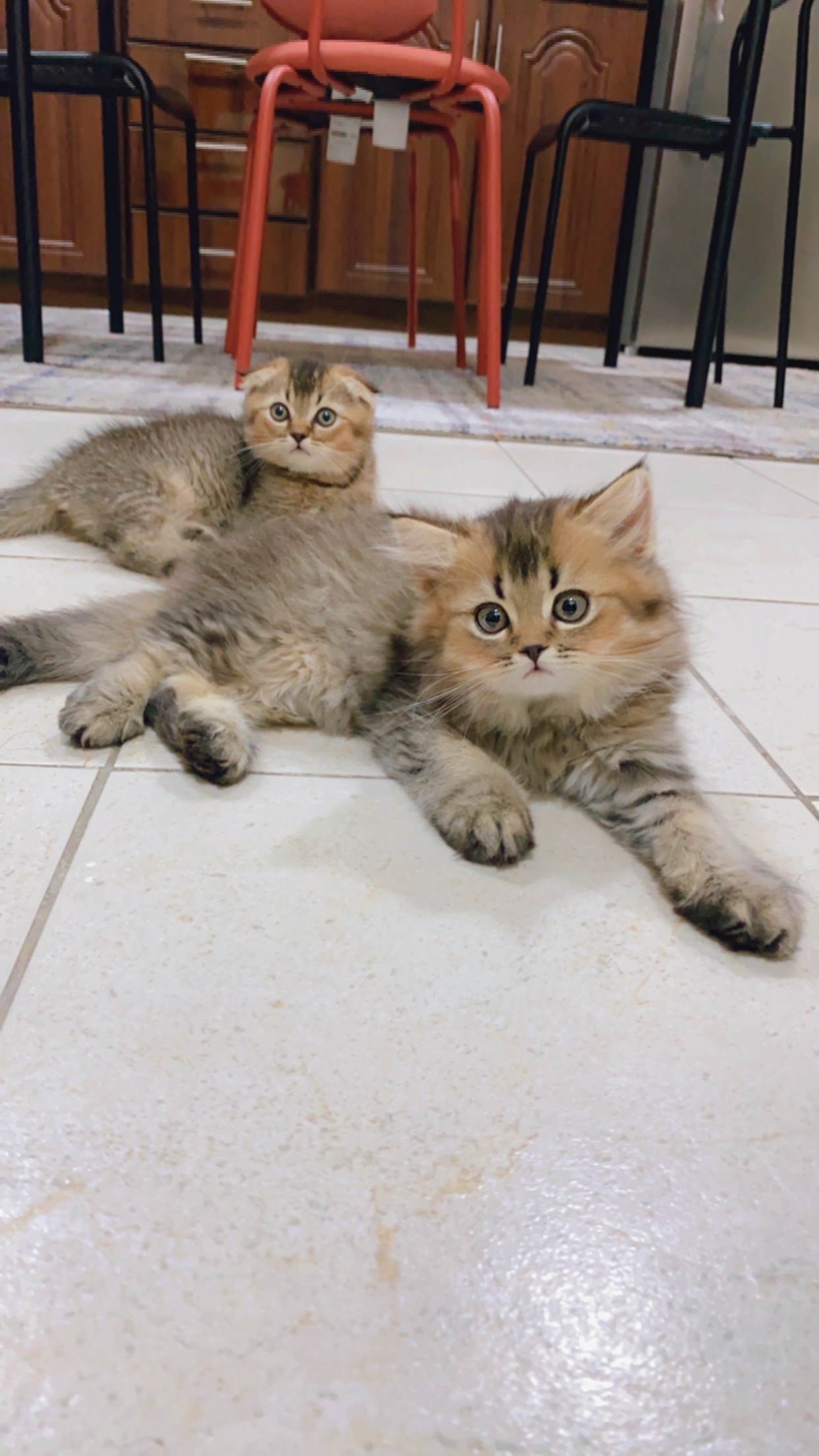 قطط سكوتش - صورة 1