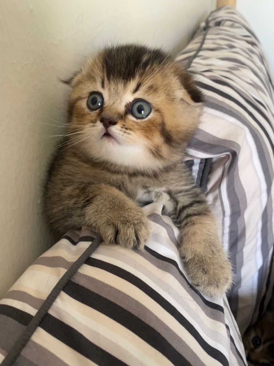 قطط سكوتش  - صورة 3