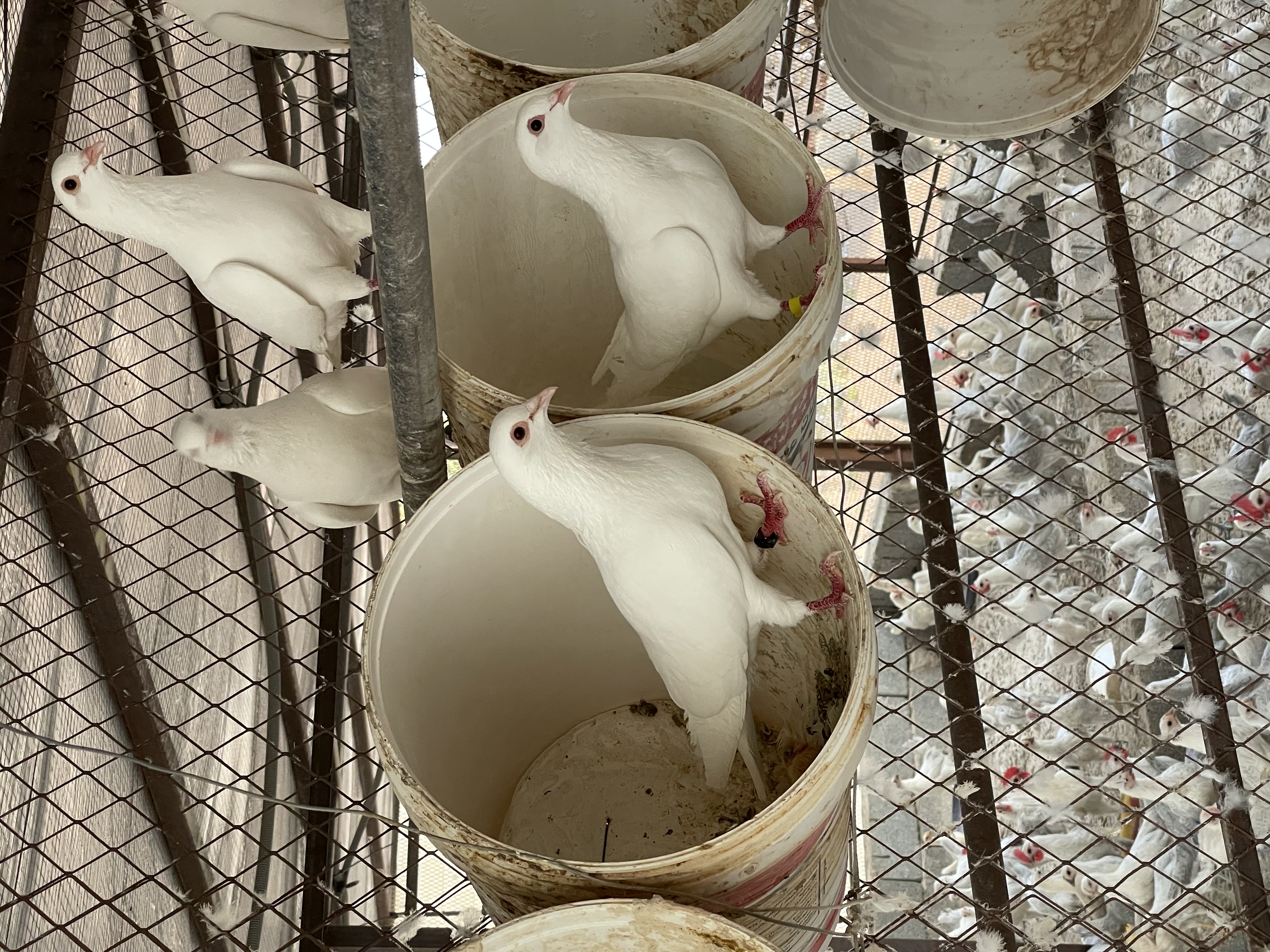 حمام فرنسي جامبو وسوبر - صورة 3