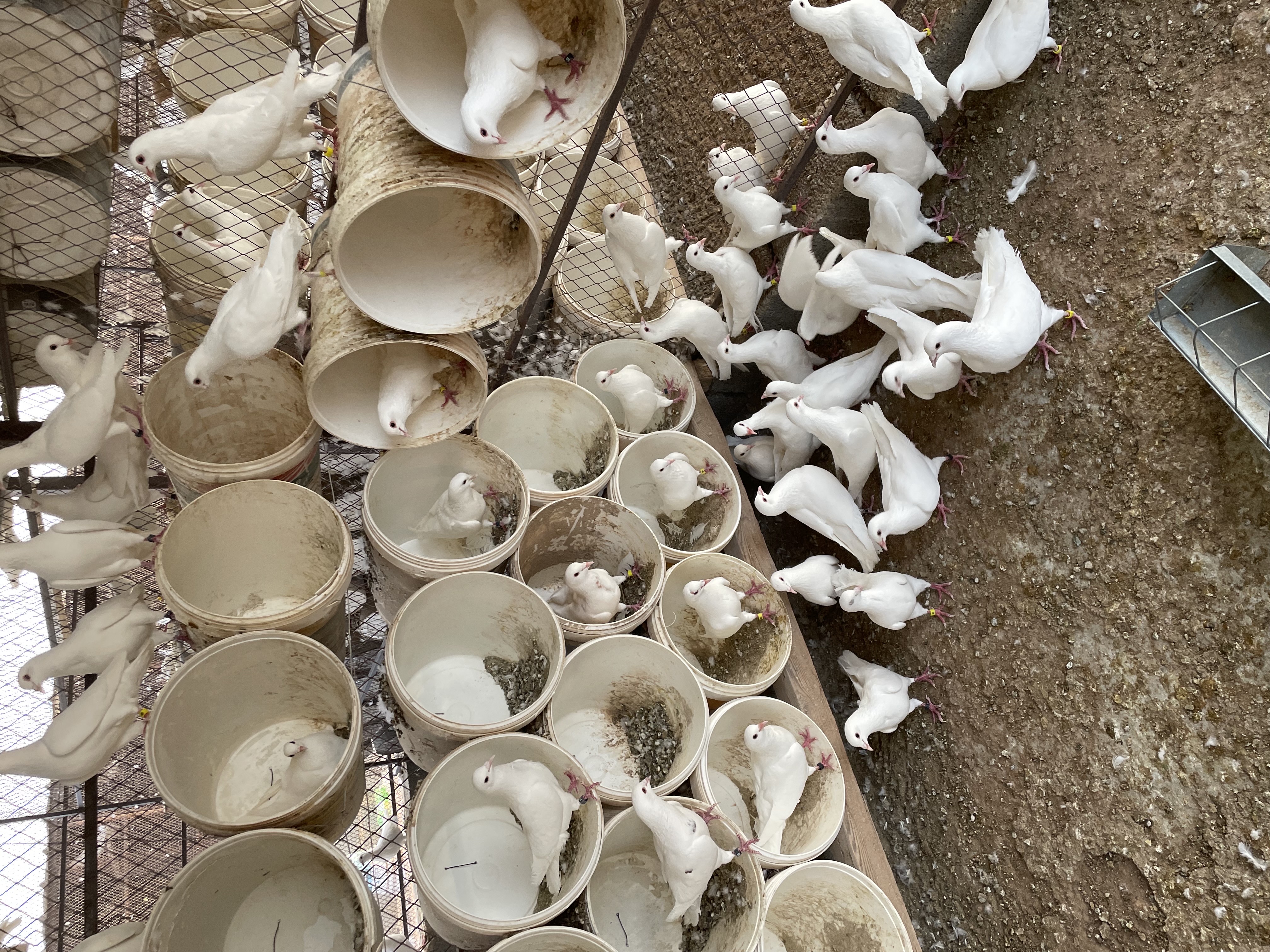 حمام فرنسي جامبو وسوبر - صورة 2