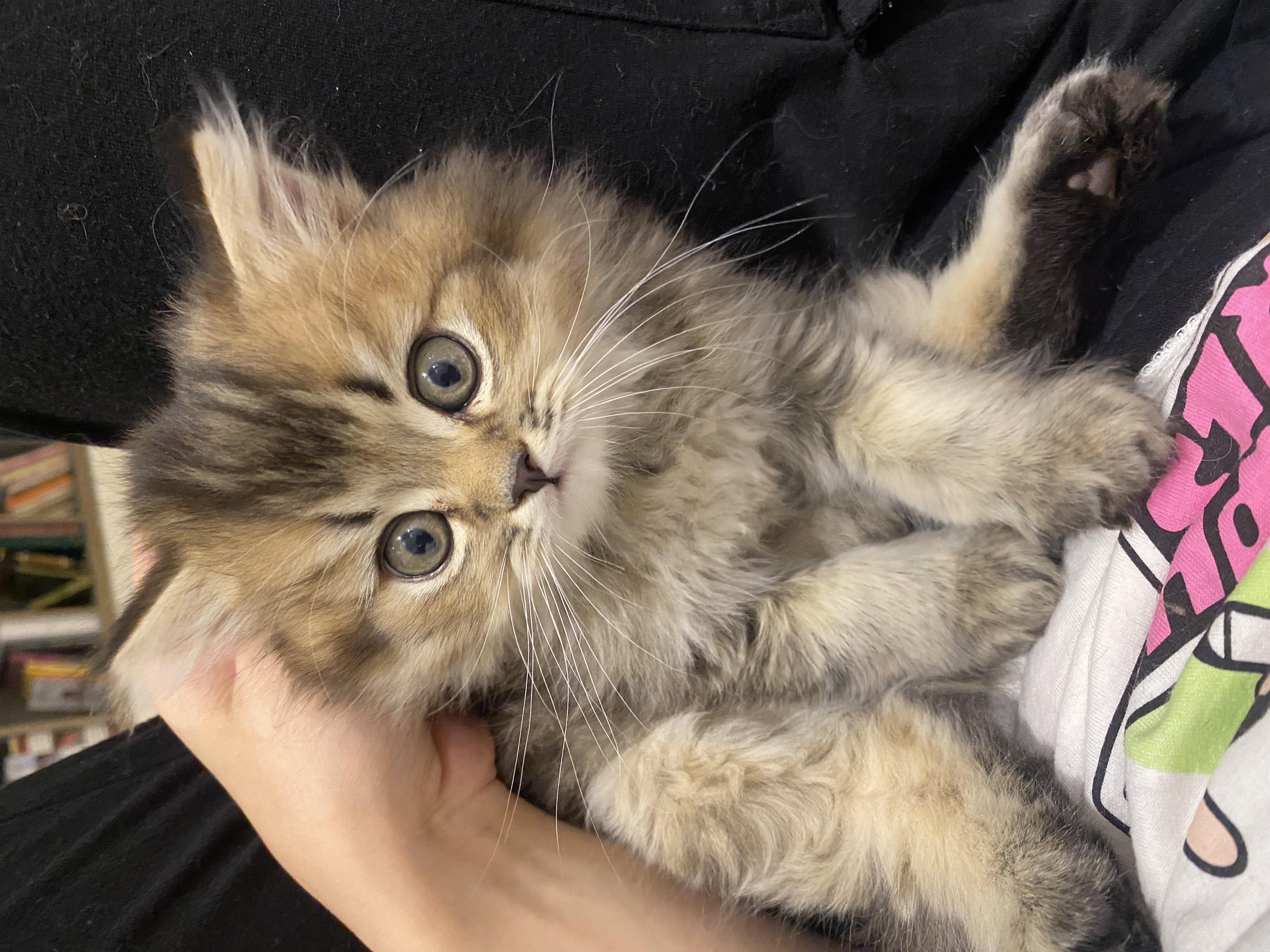 قطط سكوتش - صورة 2