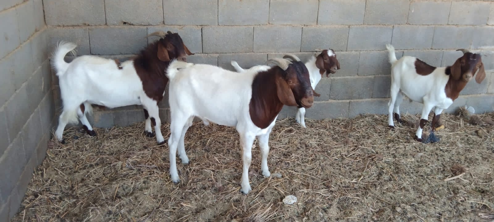 فحول بورقوت - صورة 3