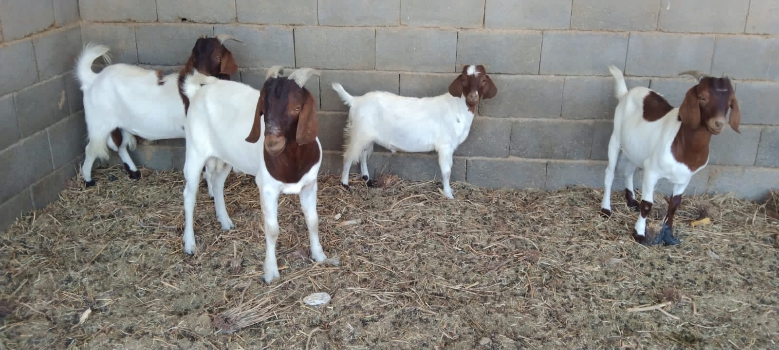 فحول بورقوت - صورة 2