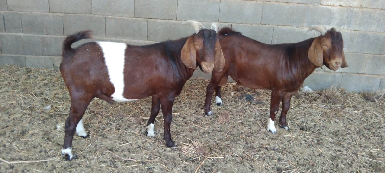 فحول بورقوت - صورة 5