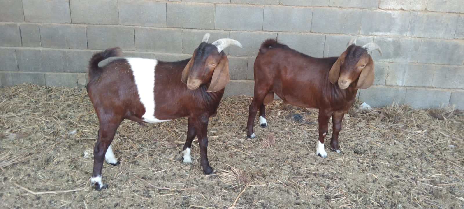 فحول بورقوت - صورة 6