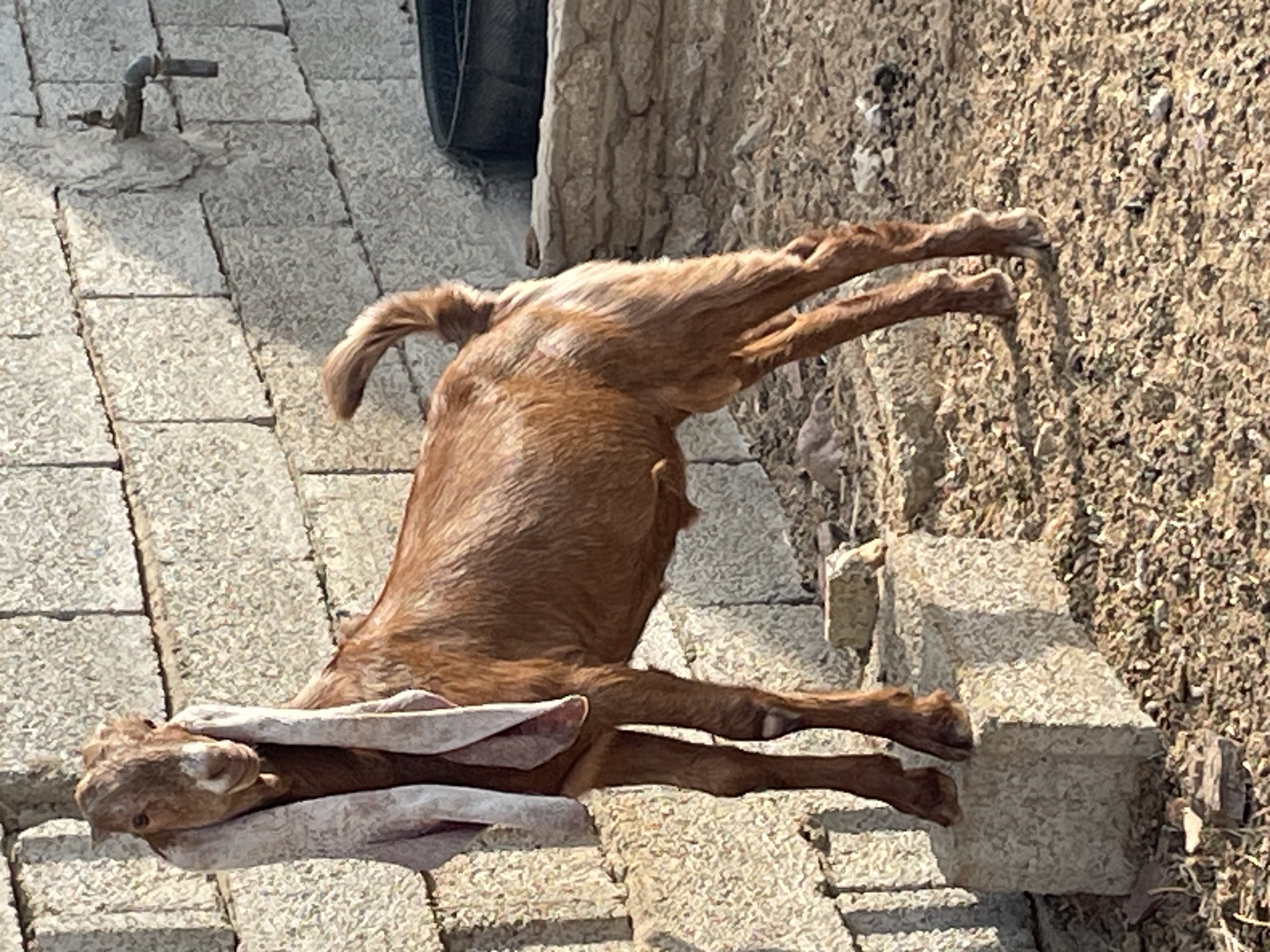 تيس هولندي - صورة 2